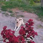 Guest House Vodica