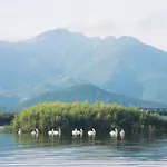 Apartment Dapcevic Skadar Lake