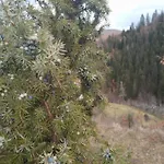 Stara Cakmara