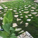 Green Silence - Vuk