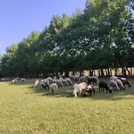 Bukuria E Fjerines
