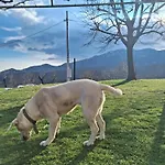 Apartman Krivosije