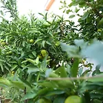 Lemon Villa