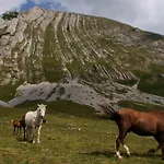 Sunny Village - Wild Goat Apartments