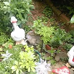 Apartment Ruzica Krstic