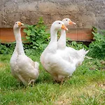 Eco Village Skadar Lake