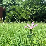 Apartmani Pavicevic